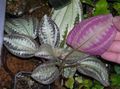 Photo  Bertolonia, Jewel Plant  growing and characteristics