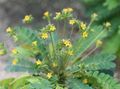 yeşil Biophytum Hassas Bitki özellikleri, fotoğraf