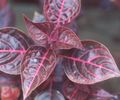 Photo  Bloodleaf, Chicken Gizzard, Beefsteak Plant  growing and characteristics