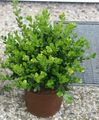 žalias Vidinis augalai Bukszpanowy krūmas, Buxus charakteristikos, Nuotrauka