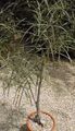 Foto Bäume Brachychiton Topfpflanzen wächst und Merkmale