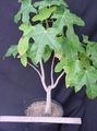 зелен Интериорни растения Brachychiton дървета характеристики, снимка