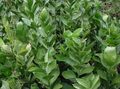 зелен Интериорни растения Миши Чемшир храсти, Ruscus характеристики, снимка