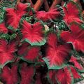 red Indoor Plants Caladium characteristics, Photo