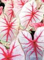 Photo Herbaceous Plant Caladium Indoor Plants growing and characteristics