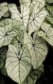 silvery Indoor Plants Caladium characteristics, Photo