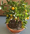 Photo Tree Calamondin Indoor Plants growing and characteristics