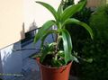 Foto Grasig Callisia, Korb Pflanze, Golden Ranke  wächst und Merkmale