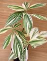 Photo Herbaceous Plant Campelia, Mexican Flag Indoor Plants growing and characteristics