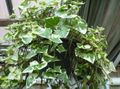 Photo Liana Cape Ivy, Natal Ivy, Wax Vine Indoor Plants growing and characteristics