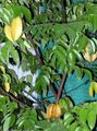 Photo Tree Carambola, Starfrui Indoor Plants growing and characteristics