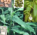 zelená Vnútorné Rastliny Cardamomum, Elettaria Cardamomum vlastnosti, fotografie