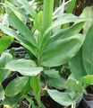zelená Vnútorné Rastliny Cardamomum, Elettaria Cardamomum vlastnosti, fotografie