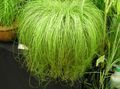 Photo Herbaceous Plant Carex, Sedge Indoor Plants growing and characteristics