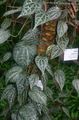 broget Indendørs Planter Celebes Peber, Storslåede Peber liana, Piper crocatum egenskaber, Foto