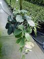 grön Krukväxter Kastanj Vinstockar lian, Tetrastigma egenskaper, Fil