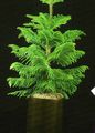 green Indoor Plants Chile Pine tree, Araucaria characteristics, Photo