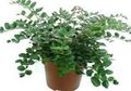 Photo Herbaceous Plant Cliff Brake, Button Fern Indoor Plants growing and characteristics