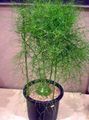 Photo Hanging Plant Climbing Onion Indoor Plants growing and characteristics