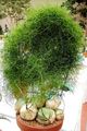 verde Le piante domestiche Cipolla Arrampicata, Bowiea caratteristiche, foto