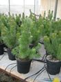 green Indoor Plants Coastal Woolly Bush tree, Adenanthos characteristics, Photo
