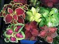 Photo Herbaceous Plant Coleus Indoor Plants growing and characteristics