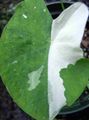 Foto Grasig Colocasia, Taro, Cocoyam, Dasheen Topfpflanzen wächst und Merkmale