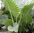 Photo Herbaceous Plant Colocasia, Taro, Cocoyam, Dasheen Indoor Plants growing and characteristics