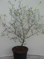 Photo Tree Corokia Indoor Plants growing and characteristics
