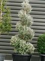 argintiu Plante de Interior Corokia copac caracteristici, fotografie