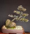 zilverachtig Kamerplanten Corokia boom karakteristieken, foto