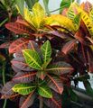 Photo Herbaceous Plant Croton Indoor Plants growing and characteristics