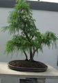 Photo Tree Cryptomeria Indoor Plants growing and characteristics