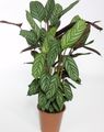Photo Herbaceous Plant Ctenanthe Indoor Plants growing and characteristics