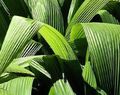 Foto Grasig Curculigo, Palmgras Topfpflanzen wächst und Merkmale
