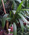 grøn Indendørs Planter Curculigo, Palme Græs egenskaber, Foto