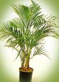 Photo Tree Curly Palm, Kentia Palm, Paradise Palm Indoor Plants growing and characteristics