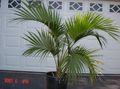 groen Kamerplanten Krullend Palm, Kentia Palm, Paradijs Palm boom, Howea karakteristieken, foto