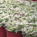 Photo Hanging Plant Cyanotis Indoor Plants growing and characteristics
