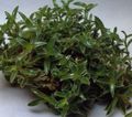 зелен Интериорни растения Cyanotis характеристики, снимка