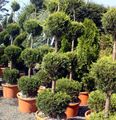 Photo Tree Cypress Indoor Plants growing and characteristics