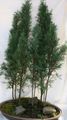glas Plandaí faoi Dhíon Cypress crann, Cupressus saintréithe, Photo