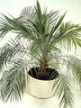 Photo Tree Date Palm Indoor Plants growing and characteristics