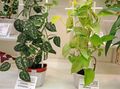 Photo Liana Devil's ivy Indoor Plants growing and characteristics