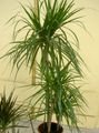 green Indoor Plants Dracaena characteristics, Photo