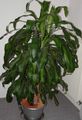 motley Indoor Plants Dracaena characteristics, Photo