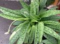 motley Indoor Plants Drimiopsis characteristics, Photo