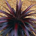 Photo Herbaceous Plant Dyckia Indoor Plants growing and characteristics