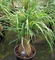 green Indoor Plants Elephants Foot, Pony Tail tree, Beaucarnea characteristics, Photo