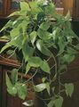 Photo Hanging Plant Epipremnum Indoor Plants growing and characteristics